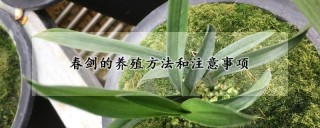 春剑的养殖方法和注意事项,第1图