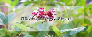 月季花长虫子了怎么办喷什么药,第1图