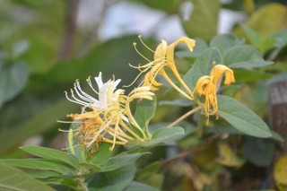 金银花种植技术，春秋季节种植成活率最高,第4图