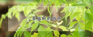 幸福树的特点,第1图