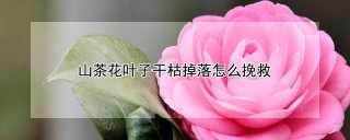 山茶花叶子干枯掉落怎么挽救,第1图