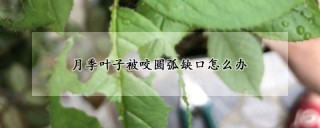 月季叶子被咬圆弧缺口怎么办,第1图