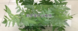 沙罗是什么植物,第1图