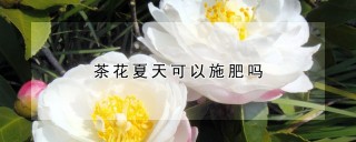 茶花夏天可以施肥吗,第1图