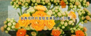 长寿花叶片发软发黄是怎么回事,第1图