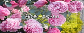 爬藤月季一年能爬多长,第1图