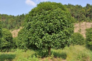 桂花树什么时候移栽，建议在春秋季进行移栽,第1图