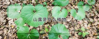 山露是什么植物,第1图