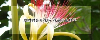 发财树会开花吗 花是什么样子,第1图