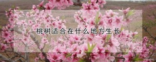 桃树适合在什么地方生长,第1图