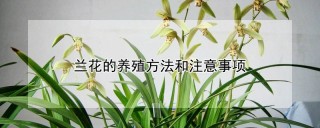 兰花的养殖方法和注意事项,第1图