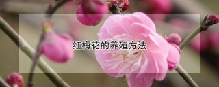 红梅花的养殖方法,第1图