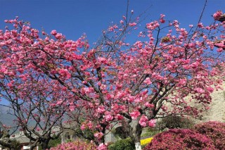 樱花树叶子是什么形状,第3图