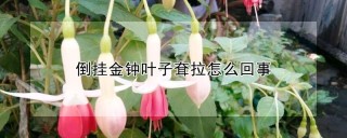 倒挂金钟叶子耷拉怎么回事,第1图