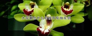 大花蕙兰什么时候开花抽花剑,第1图