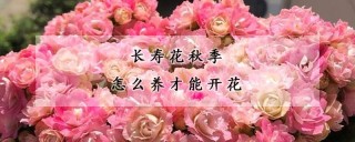 长寿花秋季怎么养才能开花,第1图