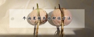 牛油果核水培种植方法,第1图