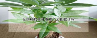 发财树的主杆发霉了还能救活吗,第1图