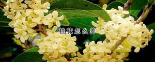 桂花怎么养,第1图