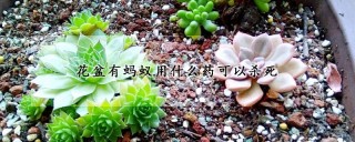 花盆有蚂蚁用什么药可以杀死,第1图