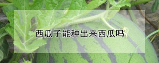 西瓜子能种出来西瓜吗,第1图