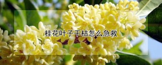 桂花叶子干枯怎么急救,第1图