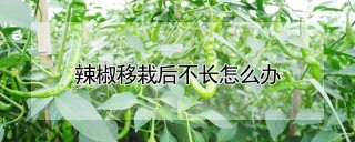 辣椒移栽后不长怎么办,第1图