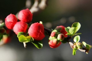 海棠花的花语是什么，海棠花代表的四种意思,第4图