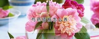 芍药插瓶怎么养,第1图