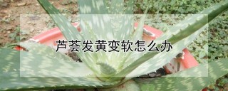 芦荟发黄变软怎么办,第1图