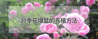 月季花爆盆的养殖方法,第1图