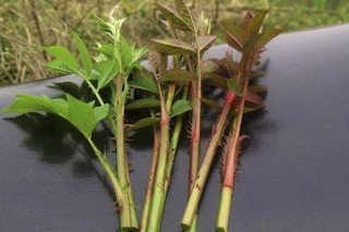 刺苔是什么植物,第2图