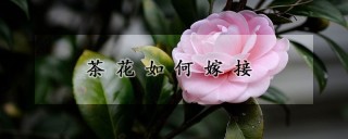 茶花如何嫁接,第1图