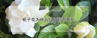 栀子花为什么只打苞不开花,第1图