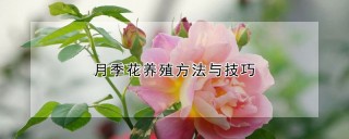 月季花养殖方法与技巧,第1图