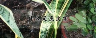 什么是虎皮掌,第1图