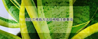 虎皮兰移栽方法及移植注意事项,第1图