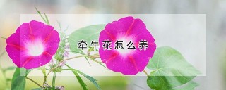 牵牛花怎么养,第1图