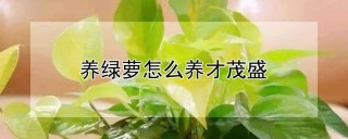 养绿萝怎么养才茂盛,第1图