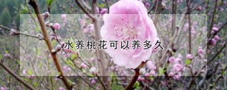 水养桃花可以养多久,第1图