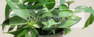 净化室内空气植物,第1图