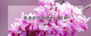 香港的市花是什么花啊,第1图