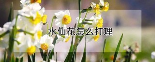 水仙花怎么打理,第1图