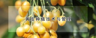 黄皮种植技术与管理,第1图