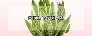 荷花兰的养殖方法,第1图