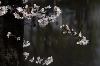 樱花树冬天要浇水吗，保持土壤偏干燥即可,第4图