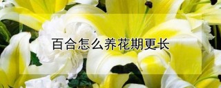 百合怎么养花期更长,第1图