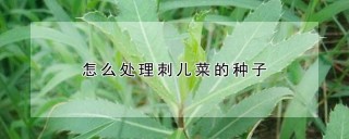 怎么处理刺儿菜的种子,第1图