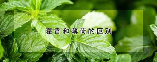 藿香和薄荷的区别,第1图