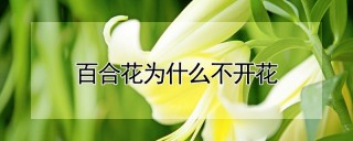 百合花为什么不开花,第1图